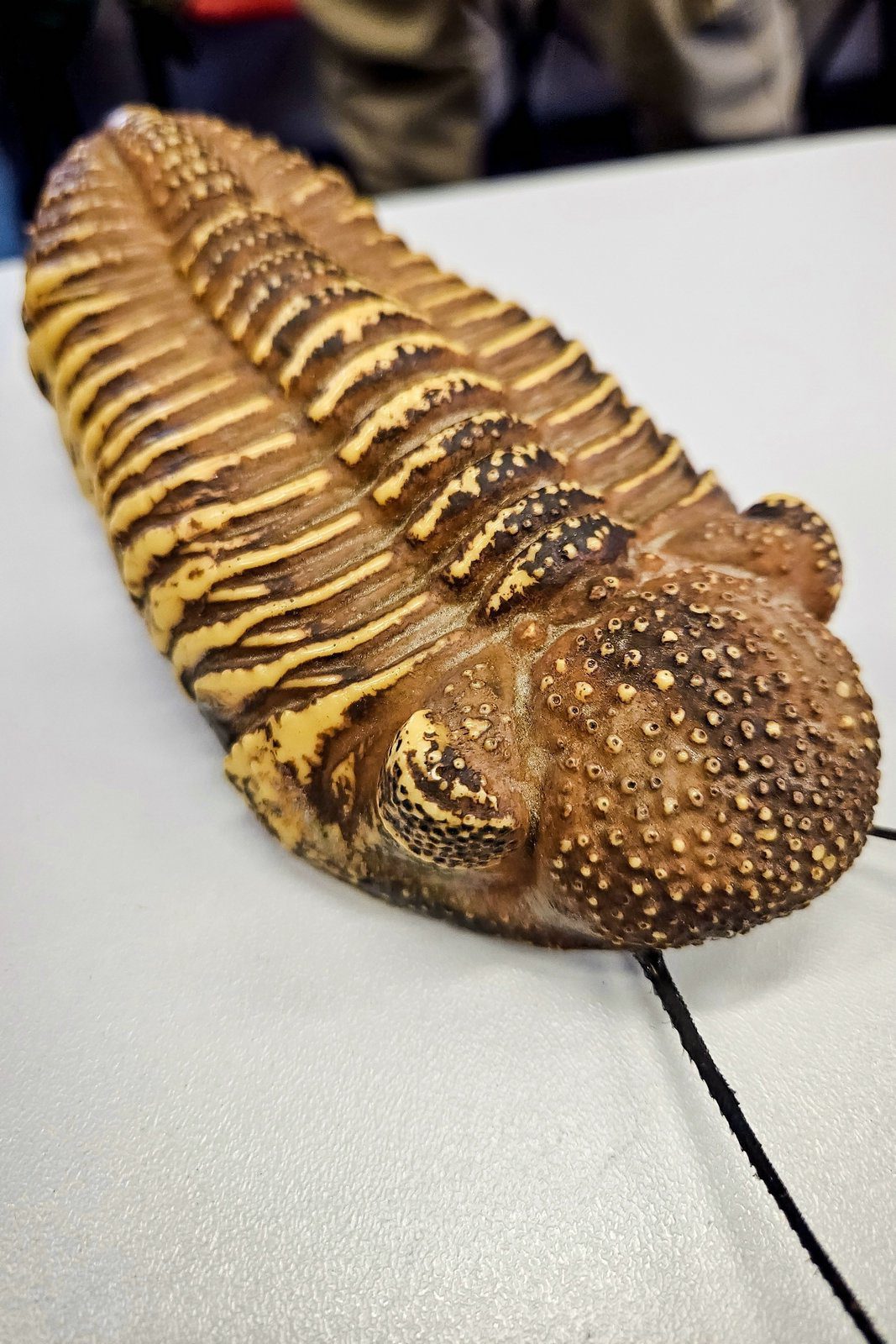 trilopark26_0003