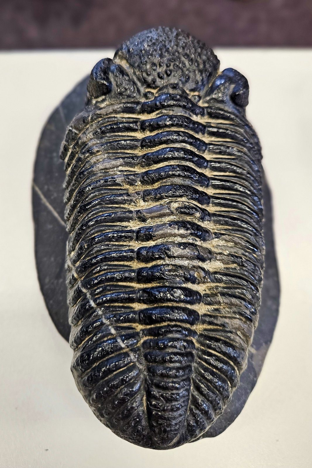 trilopark26_0004