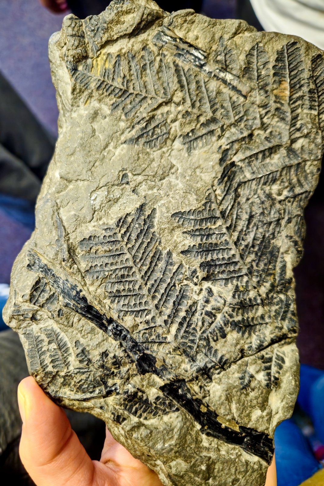 trilopark26_0024